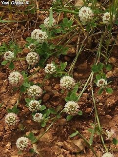 Trifolium argutum  Geotagged,Spring,Trifolium argutum