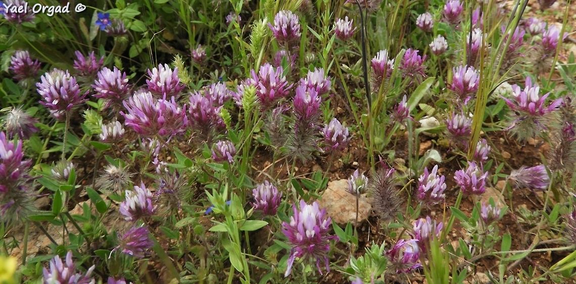 Trifolium prophetarum  Geotagged,Spring,Trifolium prophetarum