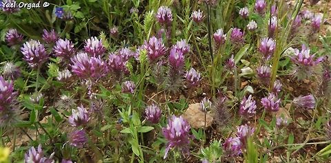 Trifolium prophetarum  Geotagged,Spring,Trifolium prophetarum