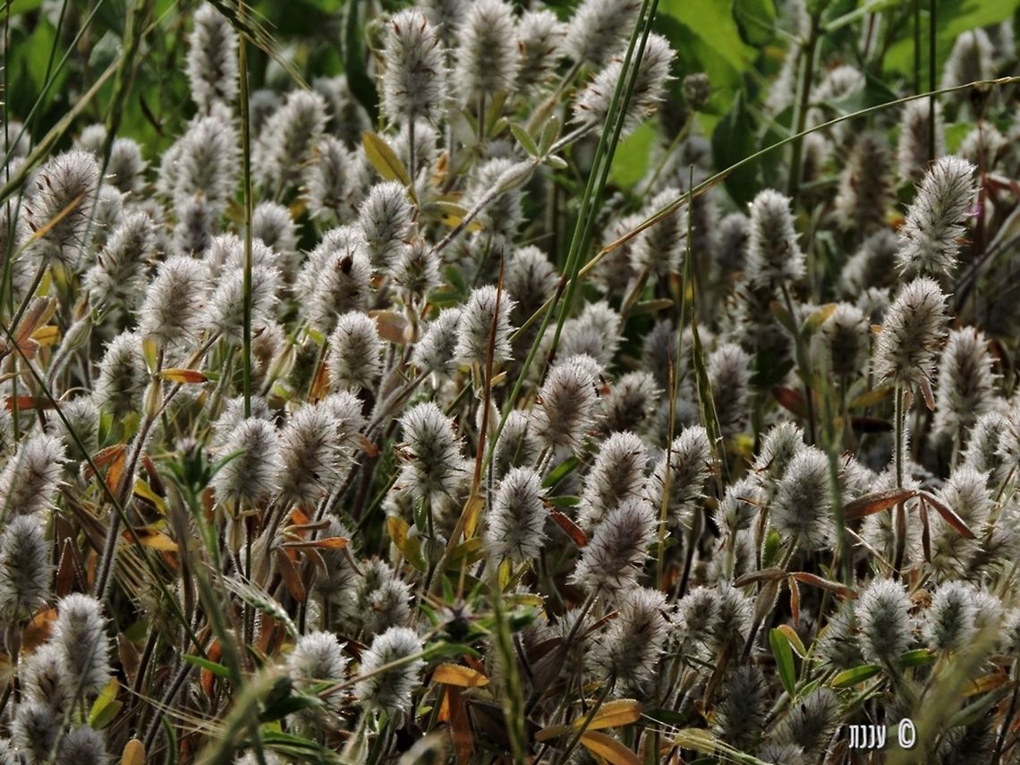Clover field! Trifolium palaestinum Geotagged,Israel,Spring,Trifolium palaestinum