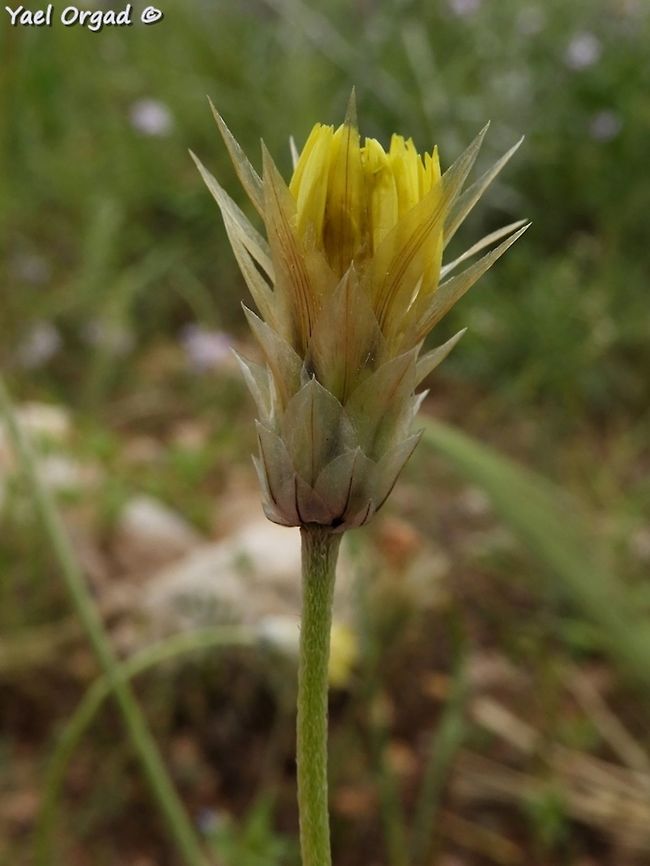 Catananche lutea the base of the plant with some interesting ant-pollinated flowers:<br />
<figure class="photo"><a href="https://www.jungledragon.com/image/77491/catananche_lutea.html" title="Catananche lutea"><img src="https://s3.amazonaws.com/media.jungledragon.com/images/3519/77491_thumb.JPG?AWSAccessKeyId=05GMT0V3GWVNE7GGM1R2&Expires=1759968010&Signature=Z3TX8K9GVeiomjB09m%2FuGUToP7c%3D" width="114" height="152" alt="Catananche lutea this is a very interesing plant. it has a &quot;normal&quot; composite flower, that attracts bees: <br />
https://www.jungledragon.com/image/77489/catananche_lutea.html<br />
but near the base of the plant there are small flowers as well, designated to be pollinated by ants, and this is shown in this picture.  Catananche lutea,Geotagged,Spring" /></a></figure> Catananche lutea,Geotagged,Jordan Valley,Samaria,Spring