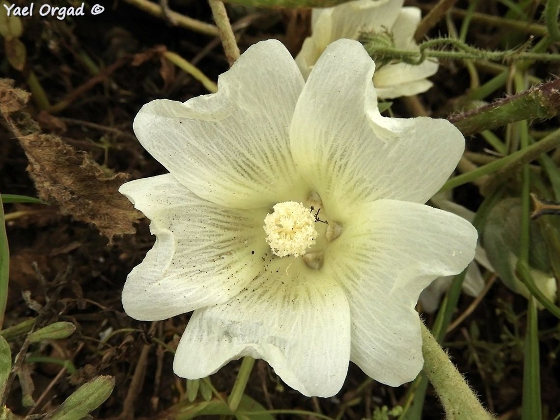 Alcea galilaea  Alcea galilaea,Galilee Hollyhock,Geotagged,Spring