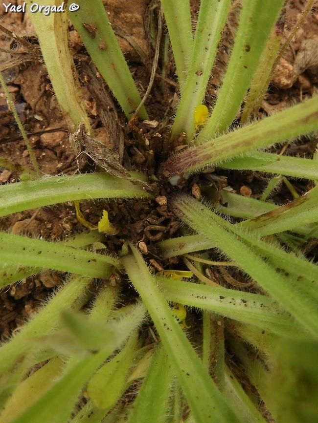 Catananche lutea this is a very interesing plant. it has a "normal" composite flower, that attracts bees: <br />
<figure class="photo"><a href="https://www.jungledragon.com/image/77489/catananche_lutea.html" title="Catananche lutea"><img src="https://s3.amazonaws.com/media.jungledragon.com/images/3519/77489_thumb.JPG?AWSAccessKeyId=05GMT0V3GWVNE7GGM1R2&Expires=1769040010&Signature=hsjUDgXLSTJ%2BavqAaSOHgA%2BOYCs%3D" width="114" height="152" alt="Catananche lutea the base of the plant with some interesting ant-pollinated flowers:<br />
https://www.jungledragon.com/image/77491/catananche_lutea.html Catananche lutea,Geotagged,Jordan Valley,Samaria,Spring" /></a></figure><br />
but near the base of the plant there are small flowers as well, designated to be pollinated by ants, and this is shown in this picture.  Catananche lutea,Geotagged,Spring
