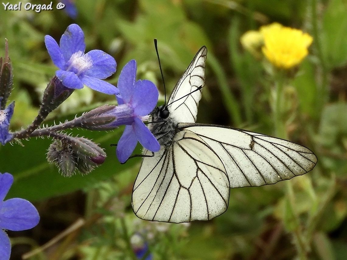 Aporia crataegi enjoying nectar of Anchusa strigosa Aporia crataegi,Black-veined white,Geotagged,Spring