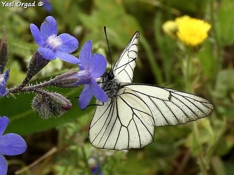 Aporia crataegi enjoying nectar of Anchusa strigosa Aporia crataegi,Black-veined white,Geotagged,Spring