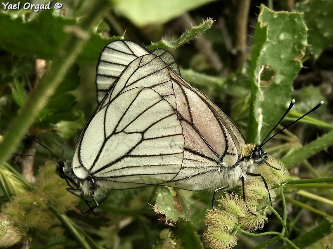 Aporia crataegi mating  Aporia crataegi,Black-veined white,Geotagged,Spring