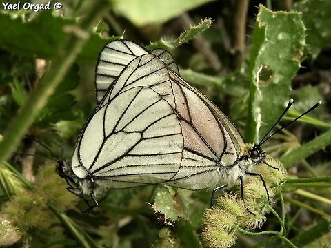 Aporia crataegi mating  Aporia crataegi,Black-veined white,Geotagged,Spring