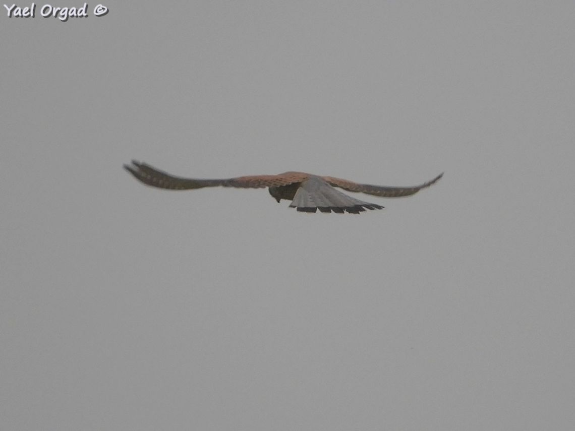 Falco naumanni rare species, my first encounter with it!  Falco naumanni,Geotagged,Lesser Kestrel,Spring