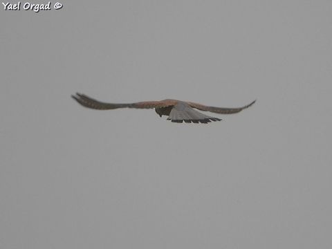 Falco naumanni rare species, my first encounter with it!  Falco naumanni,Geotagged,Lesser Kestrel,Spring