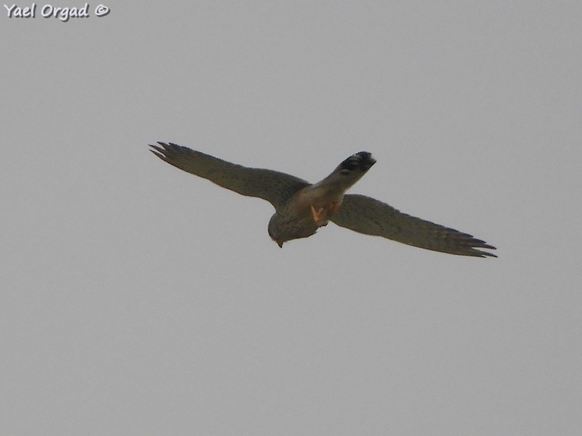 Falco naumanni  Falco naumanni,Geotagged,Lesser Kestrel,Spring
