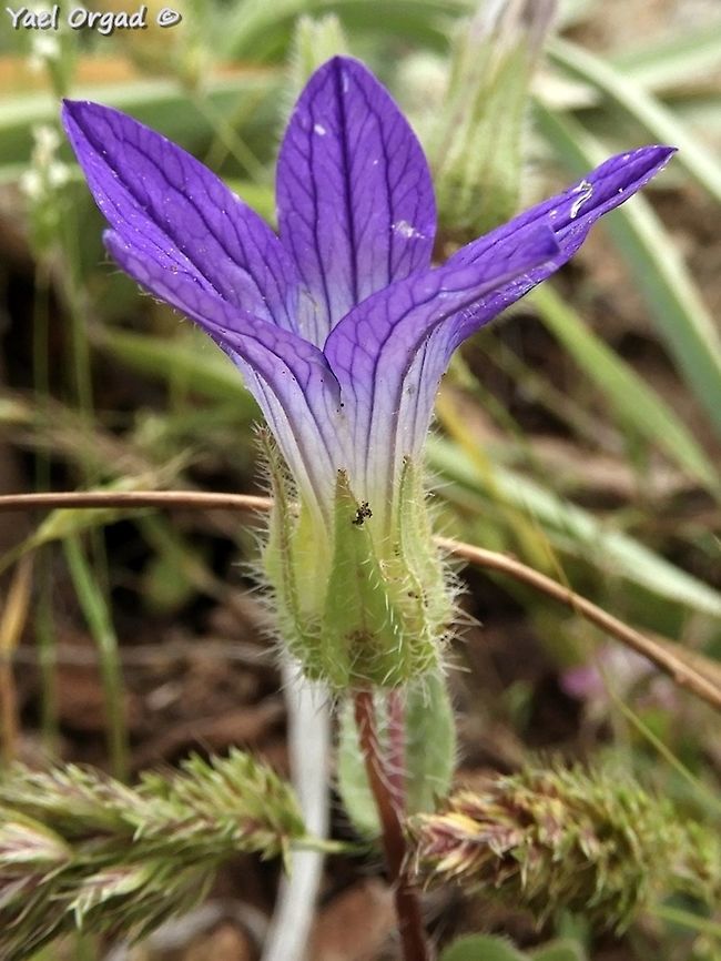Campanula hierosolymitana  Campanula hierosolymitana,Geotagged,Spring