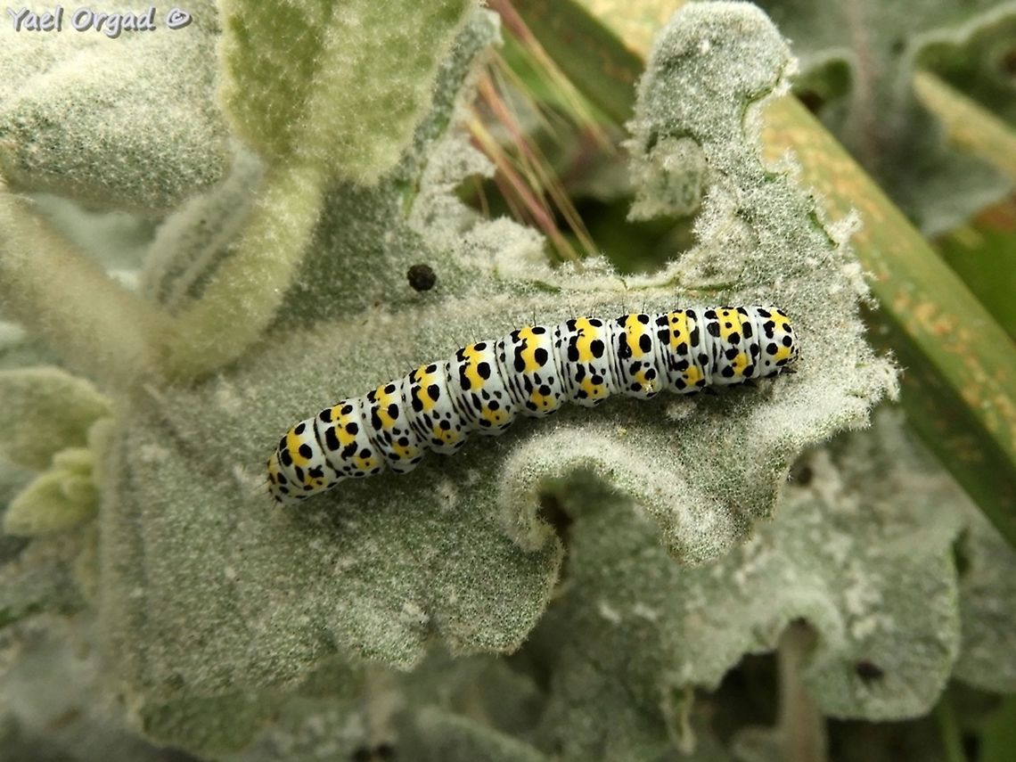 Cucullia verbasci on Verbascum fruticulosum Cucullia verbasci,Geotagged,Mullein moth,Spring