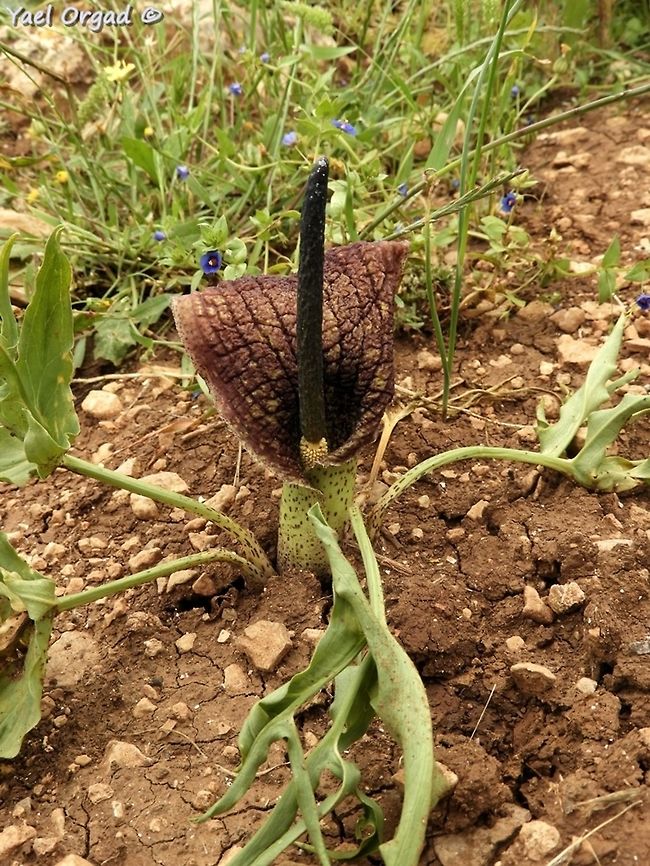 Eminium spiculatum  Eminium spiculatum,Geotagged,Spring