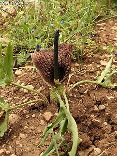 Eminium spiculatum  Eminium spiculatum,Geotagged,Spring