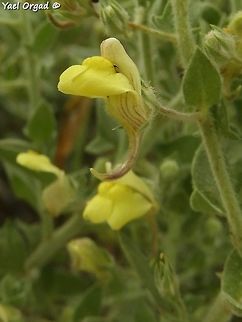 Kickxia aegyptiaca  Geotagged,Kickxia aegyptiaca,Spring