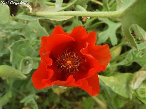 Glaucium grandiflorum  Geotagged,Glaucium grandiflorum,Red-Horned Poppy,Spring