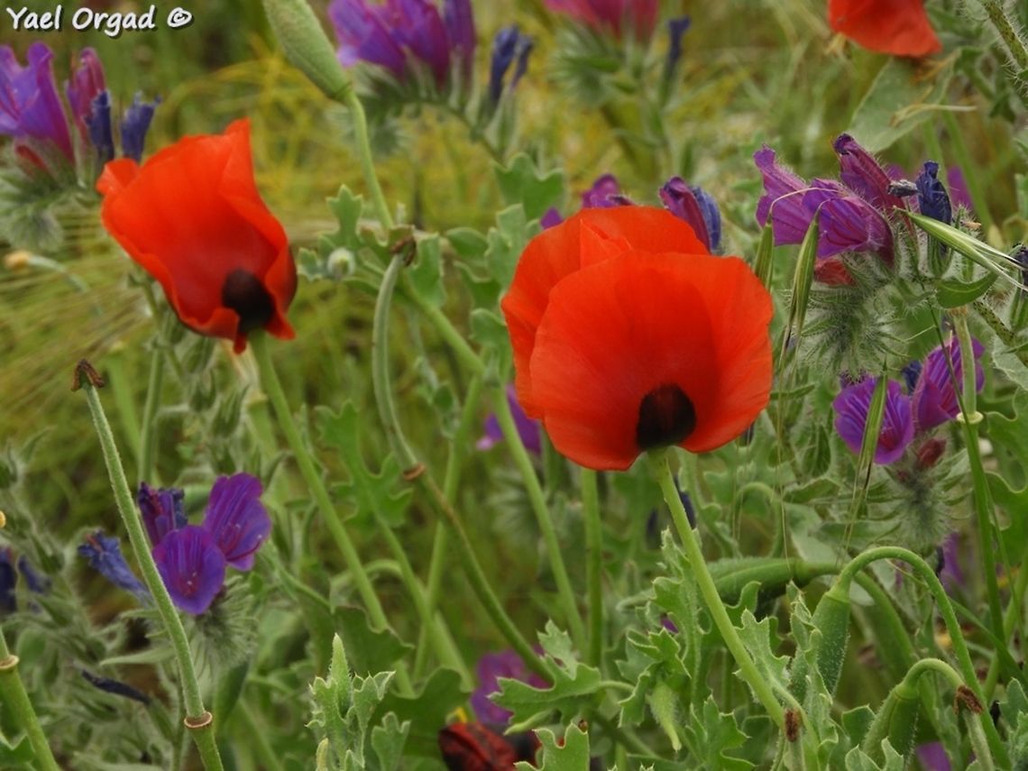 Glaucium grandiflorum  Geotagged,Glaucium grandiflorum,Red-Horned Poppy,Spring