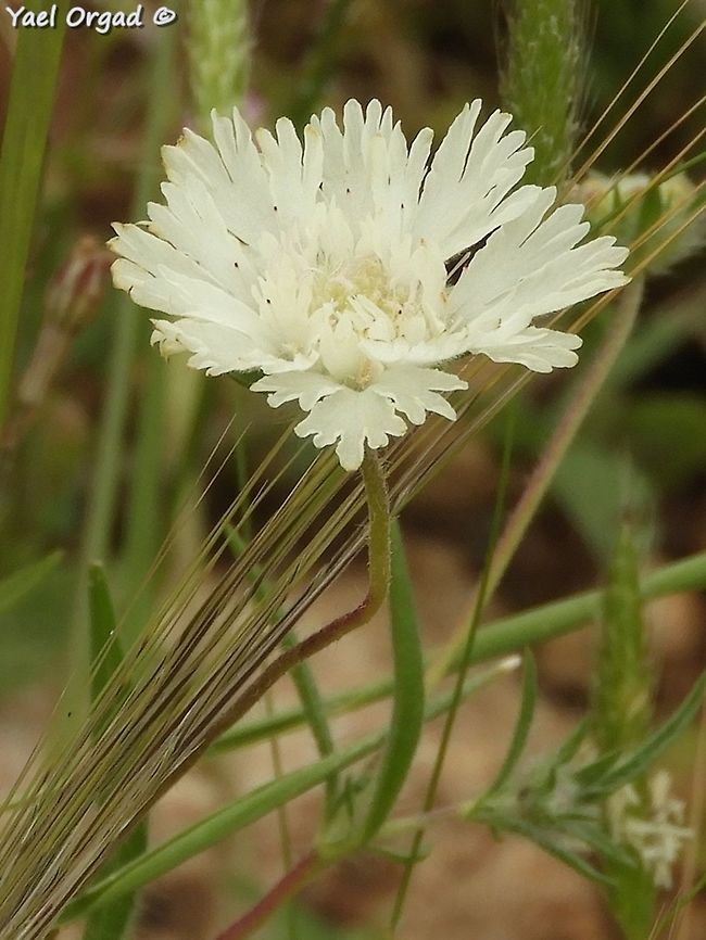 Lomelosia palaestina  Geotagged,Lomelosia palaestina,Spring