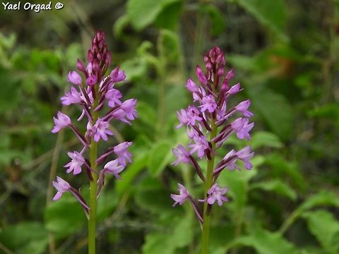 Anacamptis pyramidalis simply because I really like this flower :-)  Anacamptis pyramidalis,Geotagged,Israel,Pyramidal Orchid,Spring