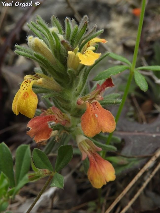 Ajuga chamaepitys  Ajuga chamaepitys,Geotagged,Israel,Spring,Yellow Bugle