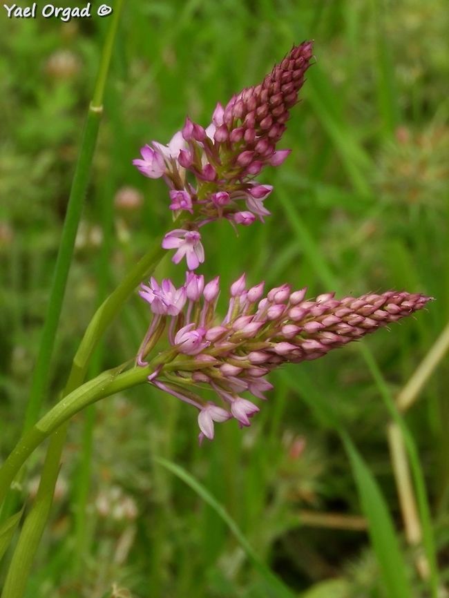 Anacamptis pyramidalis just starting  Anacamptis pyramidalis,Geotagged,Israel,Pyramidal Orchid,Spring