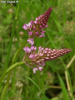 Anacamptis pyramidalis just starting  Anacamptis pyramidalis,Geotagged,Israel,Pyramidal Orchid,Spring