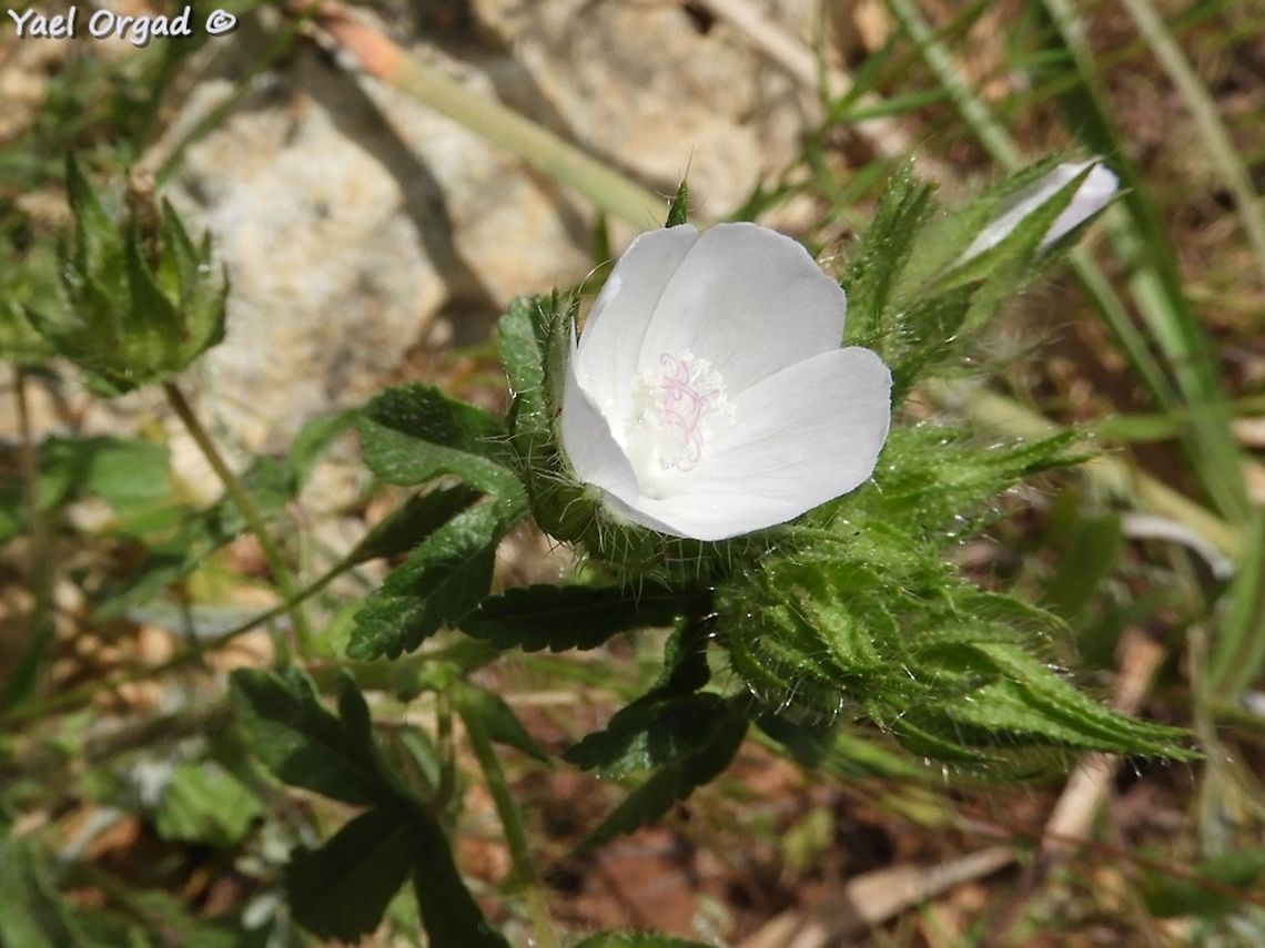 Althaea hirsuta  Althaea hirsuta,Geotagged,Israel,Spring