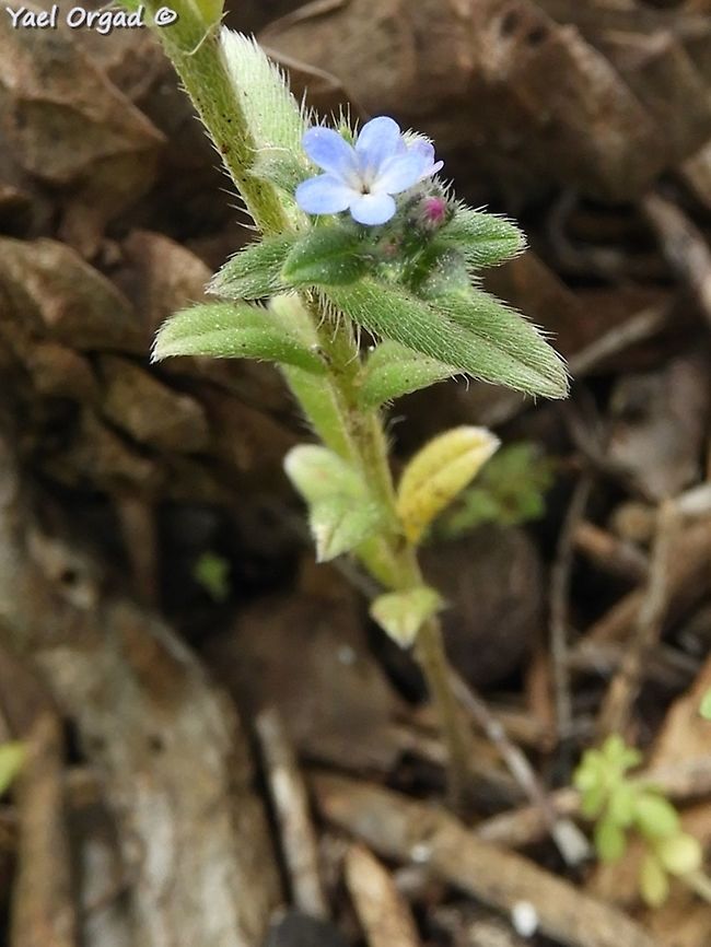 Buglossoides tenuiflora  Buglossoides tenuiflora,Geotagged,Israel,Spring