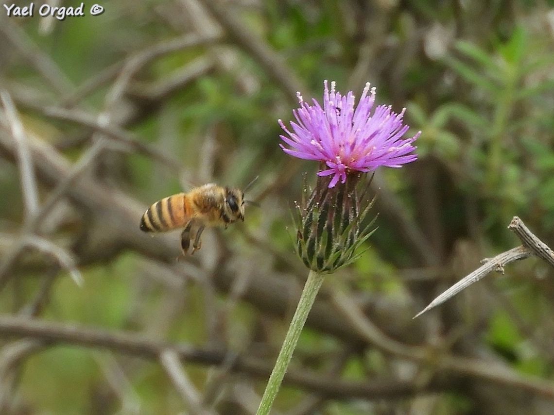 get ready to land! honeybee approaching Carduus argentatus Apis mellifera,Carduus argentatus,Geotagged,Honey Bee,Israel,Silver thistle,Spring