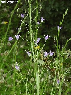 Campanula rapunculus  Campanula rapunculus,Geotagged,Israel,Rampion Bellflower,Spring