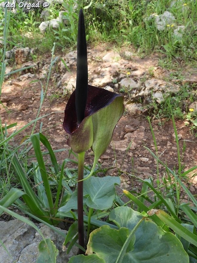 Arum palaestinum  Arum palaestinum,Geotagged,Israel,Spring