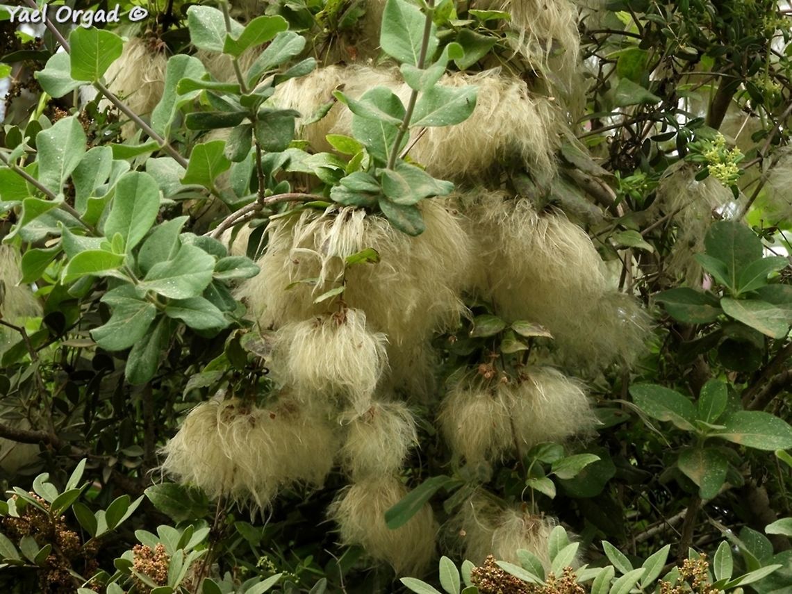 Clematis cirrhosa - fruit  Clematis cirrhosa,Geotagged,Israel,Spring