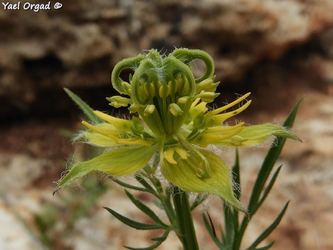 Nigella ciliaris ever complicated and beautiful Geotagged,Israel,Nigella ciliaris,Spring