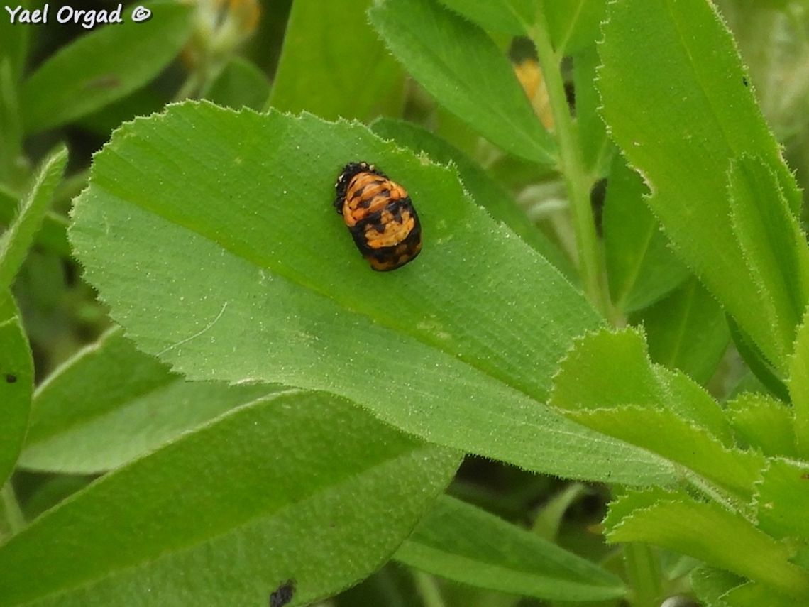 Coccinella septempunctata - cocoon  Coccinella septempunctata,Geotagged,Israel,Seven-spot Ladybird,Spring