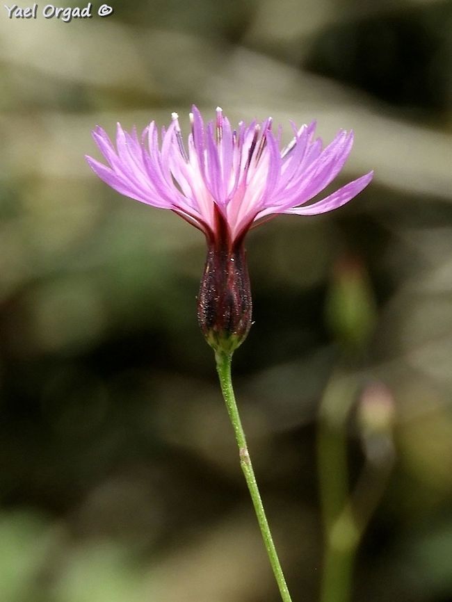 Crupina crupinastrum  Crupina crupinastrum,False saw-wort,Geotagged,Israel,Spring
