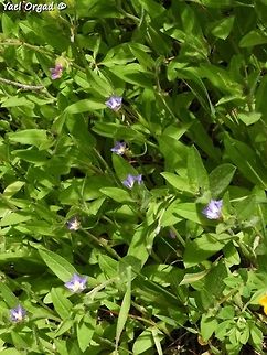 Convolvulus pentapetaloides  Convolvulus pentapetaloides,Geotagged,Grassy Bindweed,Israel,Spring