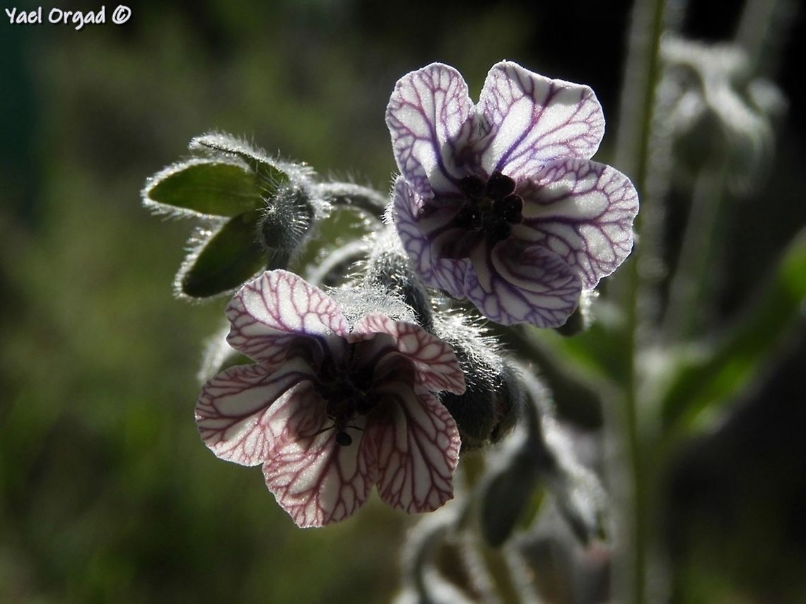 Cynoglossum creticum  Blue hound's tongue,Cynoglossum creticum,Geotagged,Israel,Spring