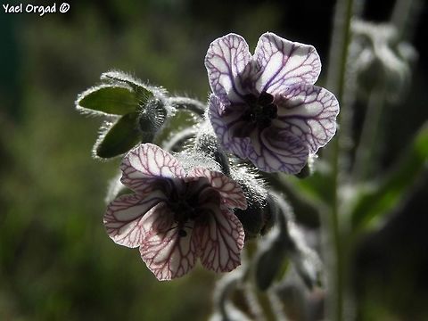 Cynoglossum creticum  Blue hound's tongue,Cynoglossum creticum,Geotagged,Israel,Spring