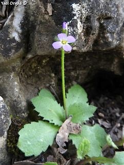 Arabis verna  Arabis verna,Geotagged,Israel,Spring