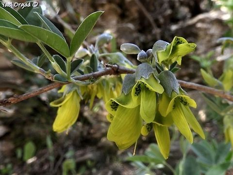 Anagyris foetida flowers full of nectar, attract many bees - and even small birds! Anagyris foetida,Geotagged,Israel,Spring