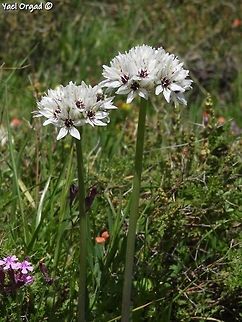Allium meronense  Allium meronense,Geotagged,Israel,Spring