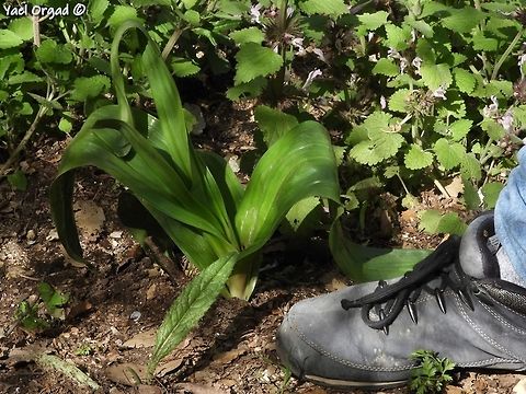 Colchicum troodi the flower was back in Autumn. the leaves and fruit come out in the spring, and sometimes they are huge! Colchicum troodi,Geotagged,Israel,Spring