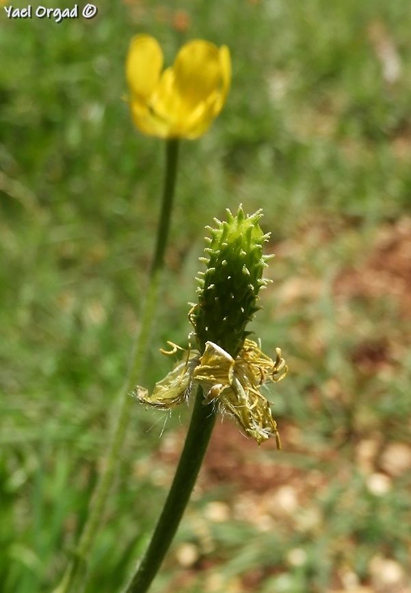 Ranunculus millefolius subsp. hierosolymitanus  Geotagged,Israel,Ranunculus millefolius,Spring