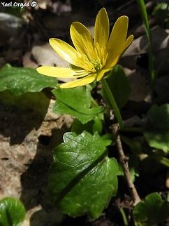 Ficaria verna in Europe it's a common side-road plant, a weed. in Israel it's an unocmmon beauty...  Ficaria verna,Geotagged,Israel,Lesser celandine,Spring
