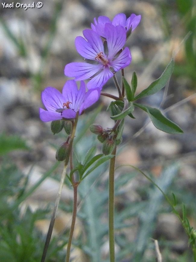 Geranium tuberosum common and nice. each flower blooms for a single day.  Geotagged,Geranium tuberosum,Israel,Spring