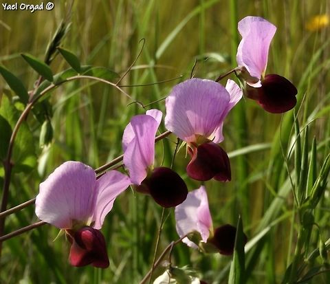 Pisum elatius Apparently, now it's considered a subspecies of the common pea -  Pisum sativum subsp. elatius Geotagged,Israel,Pea,Pisum elatius,Pisum sativum,Pisum sativum subsp. elatius,Spring