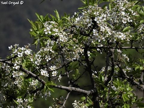 Syrian Pear - Pyrus syriaca in full bloom its gorgeous! Geotagged,Israel,Pyrus syriaca,Spring,Syrian pear