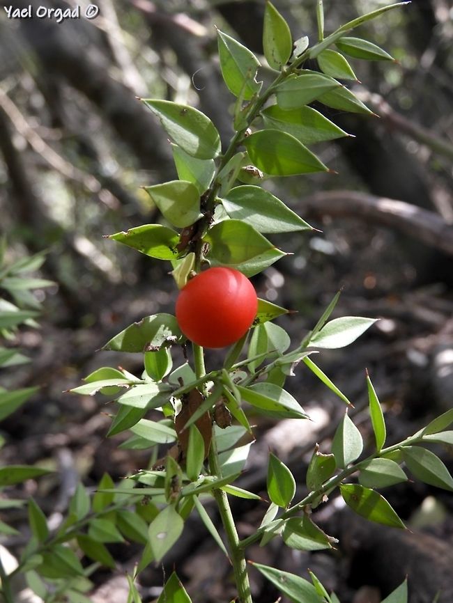 Ruscus aculeatus what looks like leaves are actually cladode - metamorphosed leaf-like branches. from the center of each one comes the flower, and later - as seen here - the fruit.  Butchers-broom,Geotagged,Israel,Ruscus aculeatus,Spring