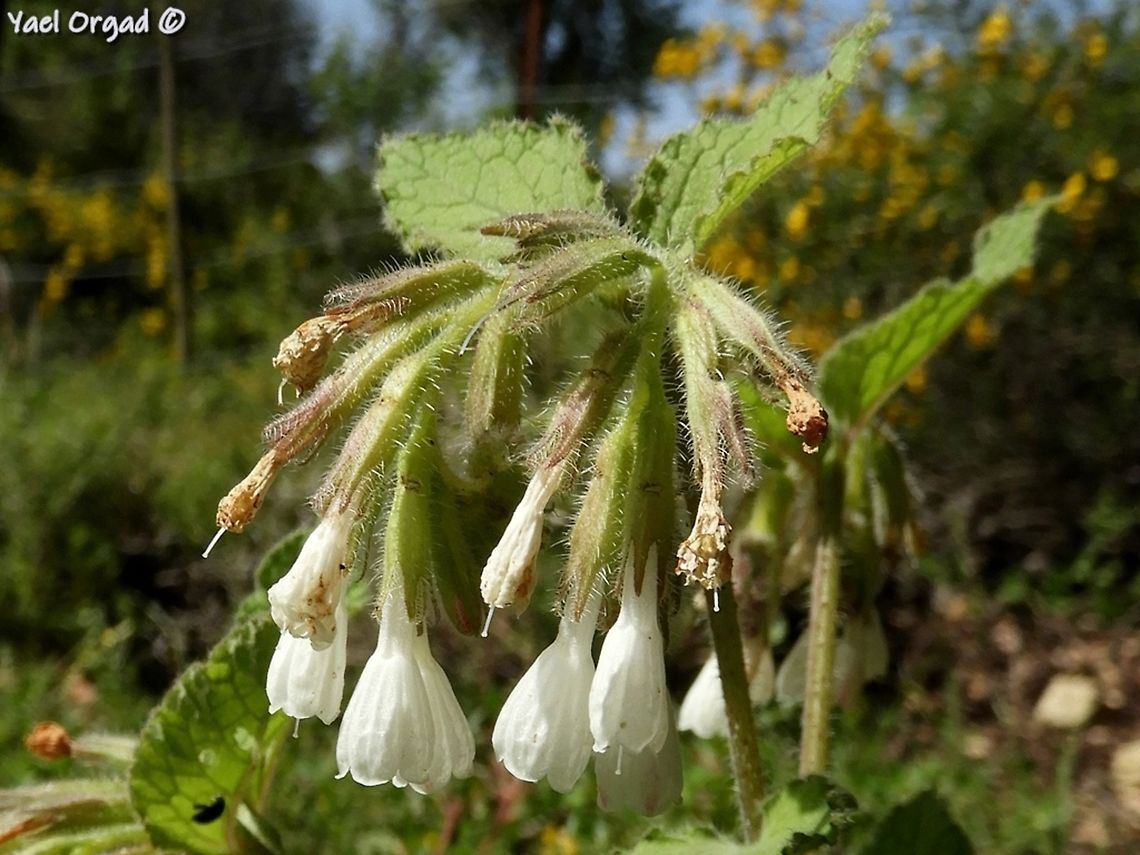 Symphytum brachycalyx  Geotagged,Israel,Palestine Comfrey,Spring,Symphytum brachycalyx