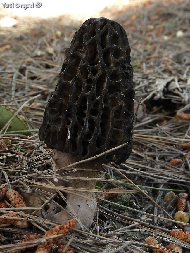 Morchella conica together with some more, this one became a very nice dish :-)  Geotagged,Israel,Morchella conica,Spring